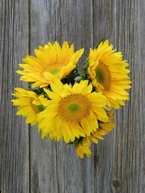 SUNBEAM  YELLOW SUNFLOWERS